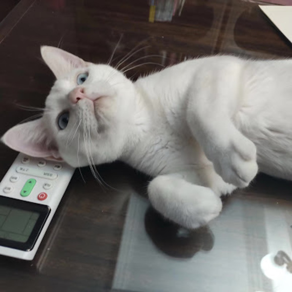 Meet your Posher, Pretty Simple Things. - Picture 1 of 1